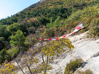 Red and white ribbon tied to a tree branch in the forest, marking a hiking route or trail direction