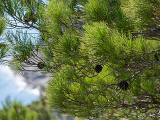 Panoramic view of the sea from a rocky hillside with pine trees under a clear blue summer sky