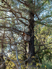 Panoramic view of the sea from a rocky hillside with pine trees under a clear blue summer sky