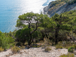 Panoramic view of the sea from a rocky hillside with pine trees under a clear blue summer sky