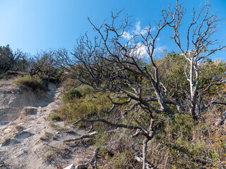 Dry trees with bare branches on a rocky hillside under blue sky. Natural arid landscape