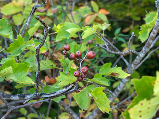 Branch with small wild berries among green leaves in natural forest environment