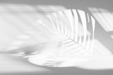 Palm leaf shadow on a textured white wall creating a minimalist tropical background