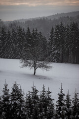 Winter landscape: a since tree on a meadow between dark forest