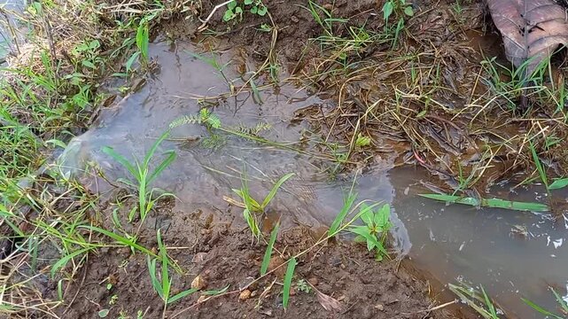 Water Flowing Through Muddy Grass Field &ndash; Rural Irrigation and Natural Runoff