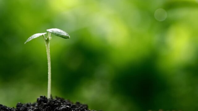 Winter dew drops on seedling in farm slow motion