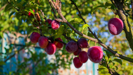 Red apples grow on branches under clear blue sky