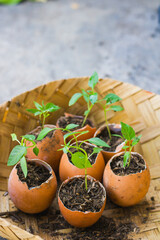 young chili plant seeds are planted in eggshells in a woven basket