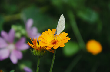 Cabbage butterfly on a yellow marigold flower