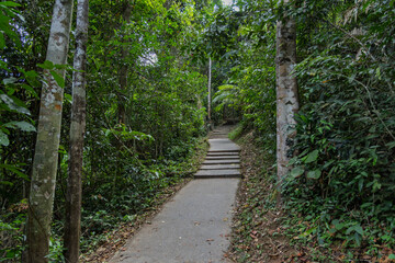 Obraz premium concrete jungle path with ascending steps surrounded by dense tropical vegetation in khao yai