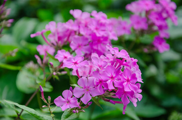 Obraz premium A beautiful perennial plant with pink flowers, Phlox paniculata. It's used for decorating and designing gardens and parks.