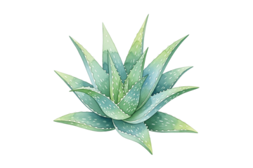Vibrant aloe vera plant illustration