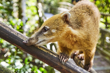 Coati at Iguazu Falls in Argentina