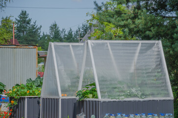 raised beds with greenhouses for growing