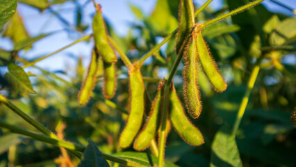 Soybean plants are growing with pods in sunlight