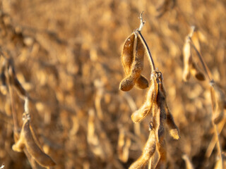 Dry soybeans hang from stalks in a farm field