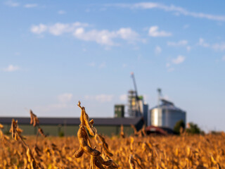 Soybeans grow tall in a field with grain storage nearby