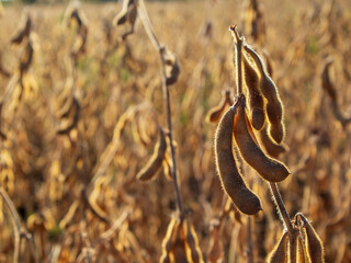 Dry soybean pods grow on plants in a golden field