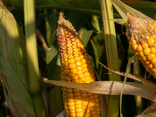 Corn ears develop in a sunny field during warm weather