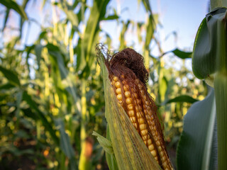Corn grows tall in a field while sunlight shines down