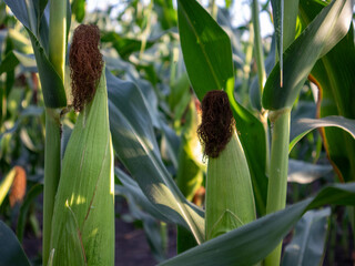 Corn is growing tall in a field under clear sky