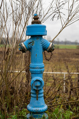 Blue Hydrant, Overgrown