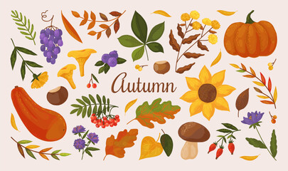Autumn elements. Fall season leaf, mushroom and pumpkin, apple tree with nature berry plant harvest. Maple, oak leaves stickers. Harvest pumpkin and grape. Vector flat botanical poster