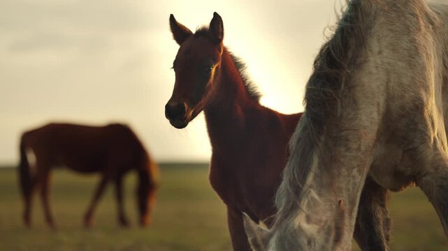Silhouetted horses at sunset running across an open landscape, glowing golden sky, cinematic natural beauty, freedom and power concept.