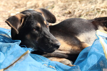 Dog in the Blue Cloth: A tender moment is captured as a young canine rests, surrounded by soft blue cloth, its gaze filled with a quiet dignity. The image emanates a gentle aura