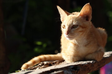 Golden Gaze: A stunning orange tabby cat sits poised, its golden eyes fixed with intent focus. Bathed in sunlight.