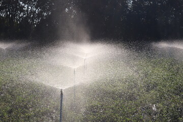 Irrigation System in Field: The image captures a field being meticulously watered by a network of sprinklers. Each nozzle sprays a fine mist, nourishing the crop beneath, vital for healthy growth.
