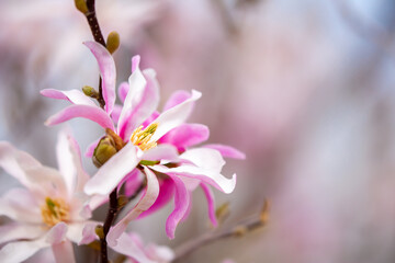 Fototapeta premium Blooming magnolia in spring. Beautiful buds of pink flowers close-up with blurred space for text.