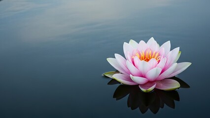 Pink water lily floating on calm water surface reflected below