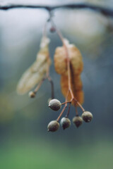 Poetic late season still life of seeds touched by first frost 
