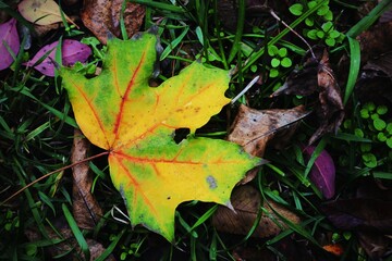 Bright maple leaf resting on wet grass among dark fallen leaves 