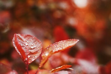 Close up of morning dew droplets on vibrant red autumn leaves 