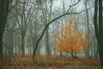 Small young tree with bright orange leaves standing in misty autumn forest 
