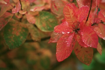 Beautiful fall foliage with crystal clear raindrops on textured leaf surface