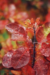 Magical autumn garden scene with blurred warm bokeh background and wet leaves