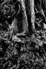 High contrast black and white texture of old rough tree bark