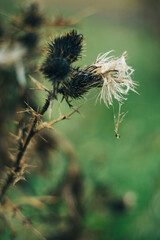 Rain-soaked burdock burr and torn seed fluff in moody fall light 