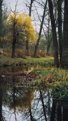 Serene nature scene with a winding river and bright yellow willow tree in autumn