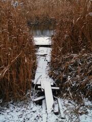 Old wooden pier covered with first white snow in dry reeds