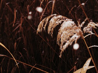 Quiet nature texture of winter beginning, snowy reed head in focus 