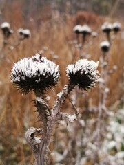 Macro shot of dried thistle heads covered in fresh white winter snow 