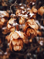 Late autumn hop cones with first snowflakes on dried petals 