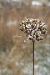 Delicate dry seed head covered in fresh snowflakes, quiet minimal mood 