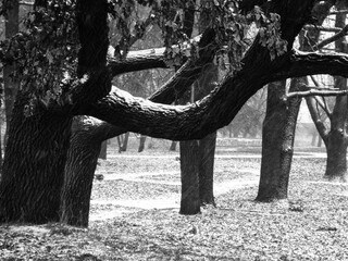 Large gnarled limbs of ancient oak tree stretching over cold ground 