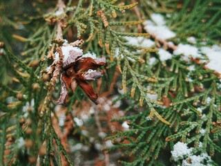 Close up detail of arborvitae plant with frost and ice crystals