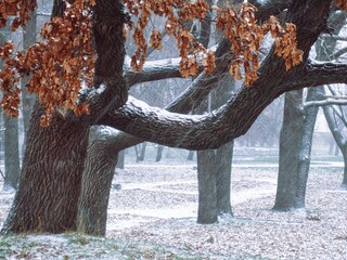 Ancient oak branch covered with first snow in quiet park 